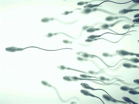 Sperm Morphology What Is It And How Does It Affect Fertility