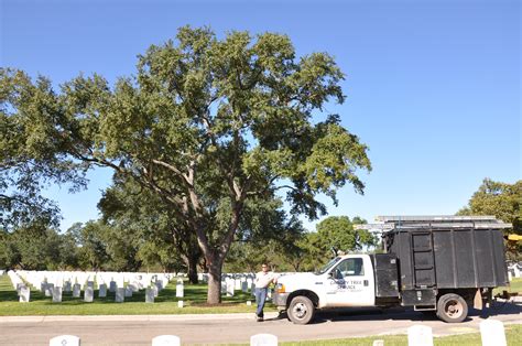 Tree Trimming Techniques in San Antonio - Canopy Tree Service