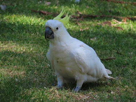 Sulphur Crested Cockatoo Nov 23 Royal Botanic Garden Sydn Flickr