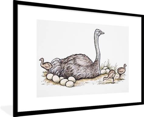 Fotolijst Incl Poster Tekening Van Een Struisvogel Op Haar Nest