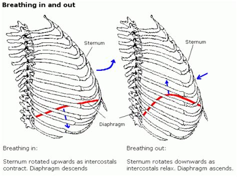 Breathing: Grade 9 Understanding for IGCSE Biology 2.46 2.47 | PMG Biology