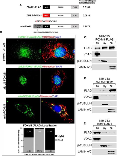 Mitochondrial Localization Sequence In FOXM1 Is Required For