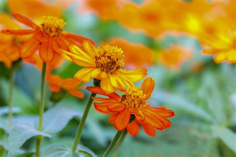 Zinnia Blommor Växt Orange Gratis foto på Pixabay Pixabay