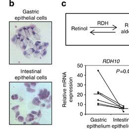 Retinol Rol Treated Gastric Epithelial Cells Induce Retinoic Acid