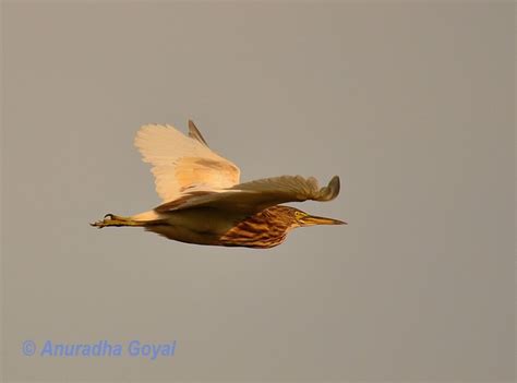 Sunday Shot: Indian Pond Heron Bird In-Flight - Inditales