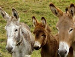 14 Types of Donkey Breeds: Pictures, Facts & History | Animal World