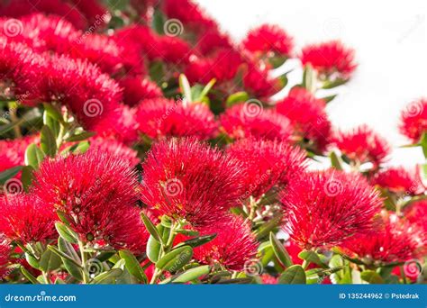 Red Pohutukawa Tree Flowers In Bloom Isolated On White Background Stock Photo - Image of endemic ...