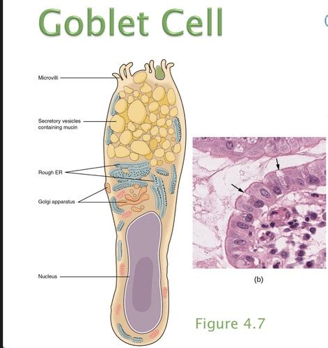 Anatomy Bio The Tissue Level Of Organization Flashcards Quizlet