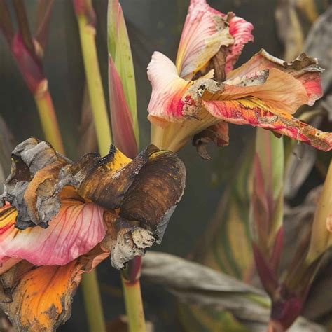 When And How To Cut Back Cannas For Winter