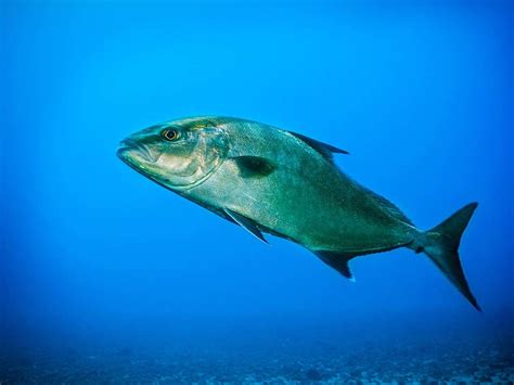 amberjack fishing fin field