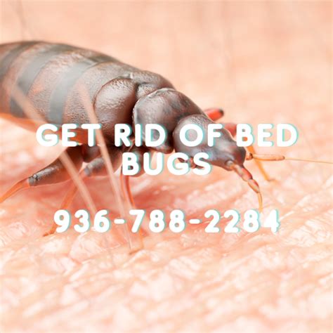 Pest And Termite Control Conroe Montgomery County Tx