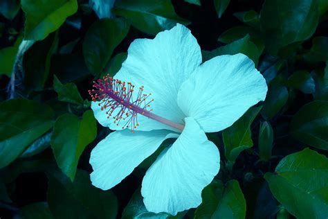 🔥 Download Blue Hibiscus Flower Wallpaper Hd By Shanem24 Hibiscus