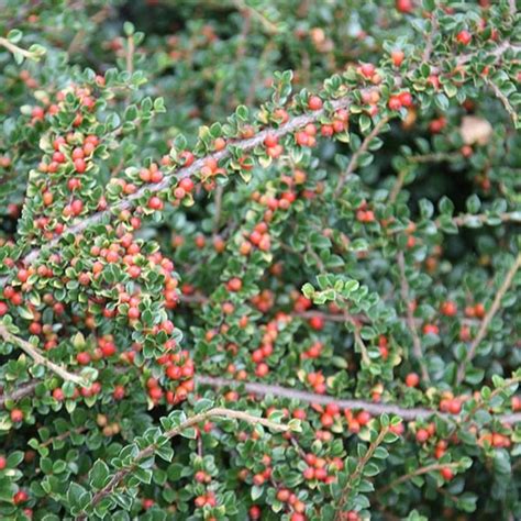 Buy Cotoneaster Cotoneaster Horizontalis Delivery By Waitrose Garden