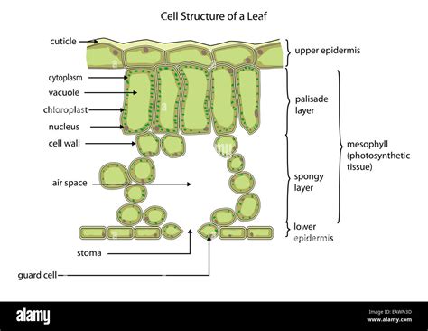 Leaf Cell Labelled Diagram