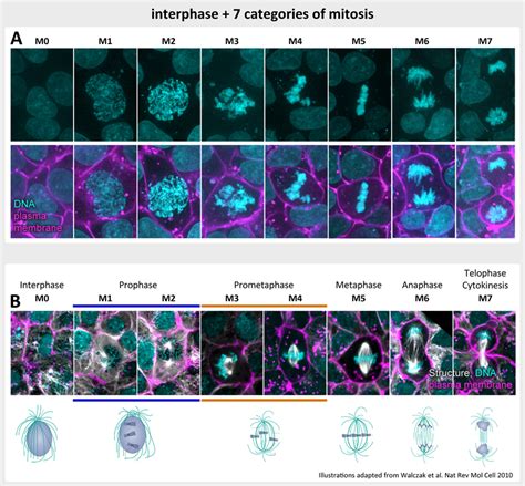 Stages Of Meiosis