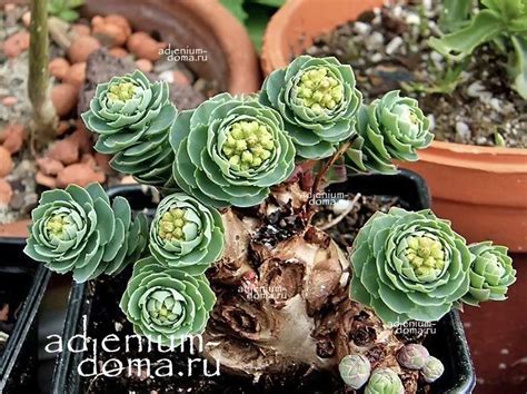 Rhodiola ROSEA (Родиола): купить 3 семени c доставкой почтой 🌸 Адениум дома