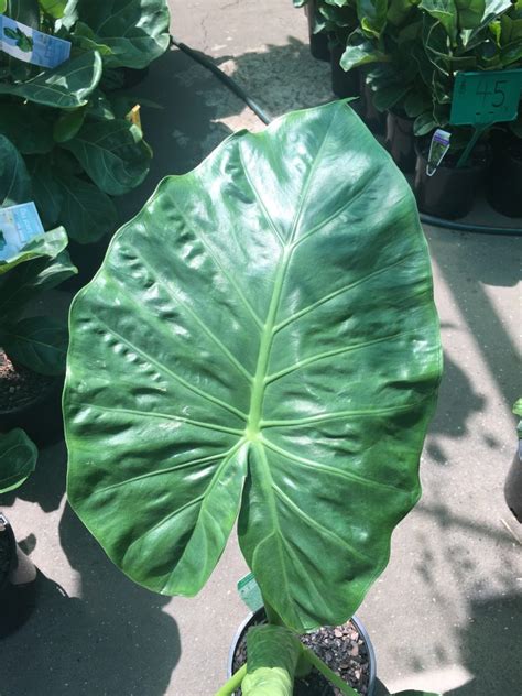 Alocasia Taro Elephant Ears Westlake Nursery