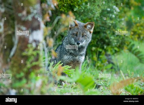 Darwin's Fox (Pseudalopex fulvipes) ENDANGERED, Chiloe Island, CHILE, WILD Stock Photo - Alamy