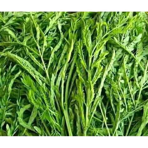 Jual Daun Pete Cina Pete Selong Segar 1kg Shopee Indonesia