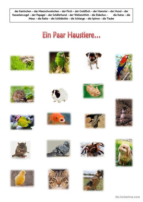 Ein Paar Haustiere Sb Allgemeines Deutsch Daf Arbeitsbl Tter Pdf Doc