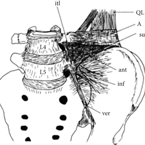 Parts Of The Iliolumbar Ligament 5 A Front View B Top View A