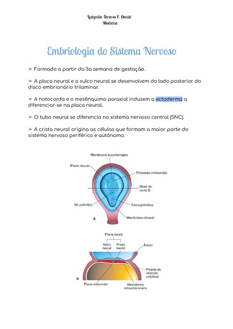 Embriologia Do Sistema Nervoso Esquemas Embriologia Docsity