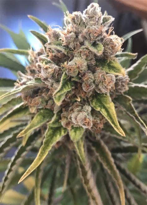 Blueberry Og Strain Info Blueberry Og Weed By Barneys Farm Growdiaries