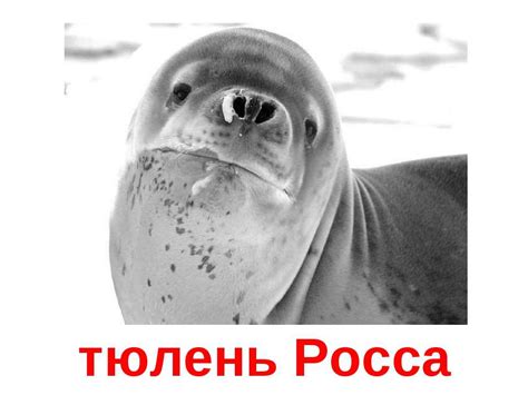 Морські ссавці! - презентація з біології
