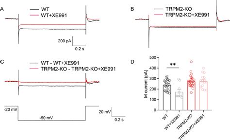 Kv Current Of Hippocampal Neurons In Trpm Ko And Wt Before And After