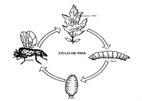 Ciclo De Vida Da Mosca Minadora Liriomyza Trifolli Fonte Viegas E Download Scientific