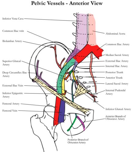 Blood Supply And Lymphatic Drainage Of The Lower Limb Flashcards Quizlet