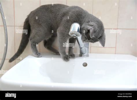 Domestic Cats Are Great Pets To Cuddle And Hug Stock Photo Alamy