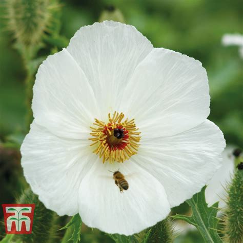 Argemone Platyceras Seeds Van Meuwen