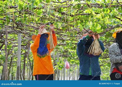 Thai Employee And Foreign Worker Working Crop Harvesting Grape Fruits