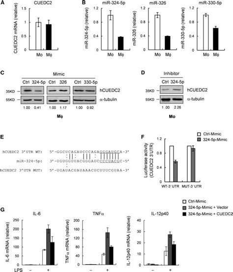 Mir 324 5p Regulates The Differential Expression Of Cuedc2 Between