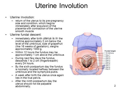 Physiologic Changes Postpartum Nursing Osmosis Video Off