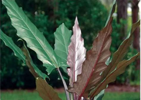 Guía de cuidados de la Alocasia lauterbachiana