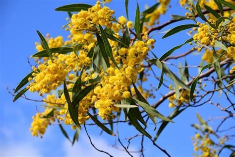 Acacia Ver Arbol Su Hoja Y Fruto