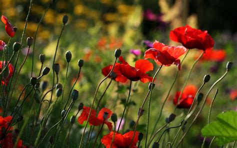 Download Wallpaper 3840x2400 Poppies Flowers Plant Field Macro 4k Ultra Hd 16 10 Hd Background