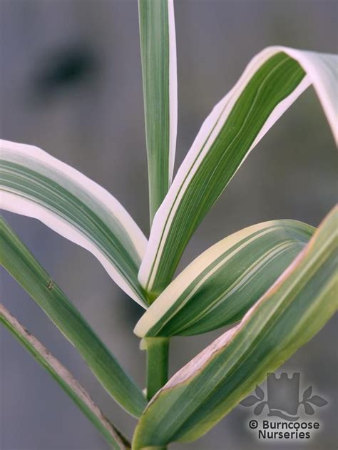 Arundo Donax Var Versicolor From Burncoose Nurseries