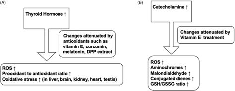 Schematic Representation Of The Effects Associated With Elevated