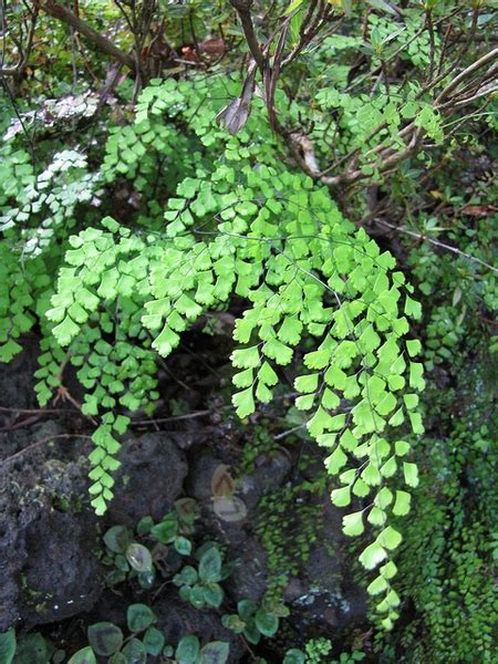 Brilliantelse Maidenhair Fern Adiantum Raddianum Brilliantelse