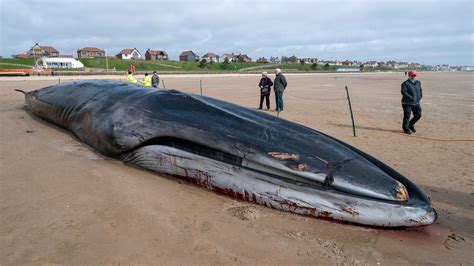 Dead Whale Removed From Yorkshire Beach After It Became Tourist