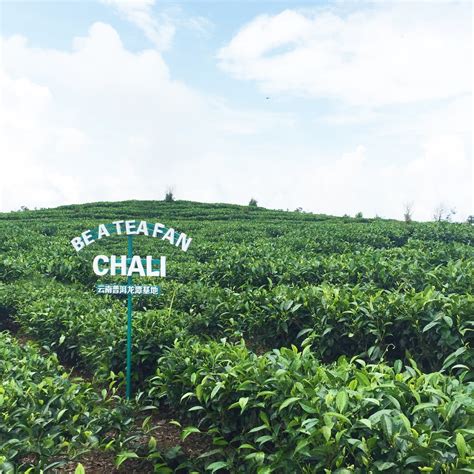 Chali Group: product coverage reaches 7000+ hotels, creating the first ...