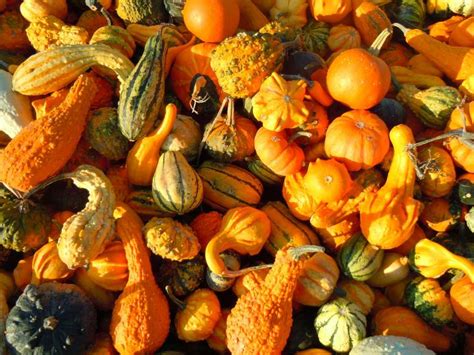 Gourds: Types of Gourds, Growing Gourds, Curing Gourds | Old Farmer's ...