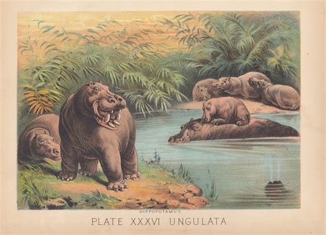 Hippopotamus Baby Hippo Africa Antique Art Print Lithograph Etsy In