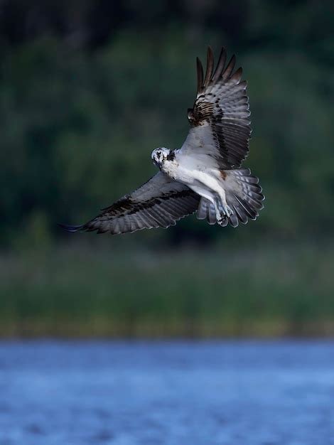 Premium Photo | Osprey pandion haliaetus