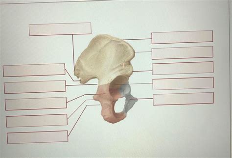 Lesson 4 Right Hip Bone Diagram Quizlet