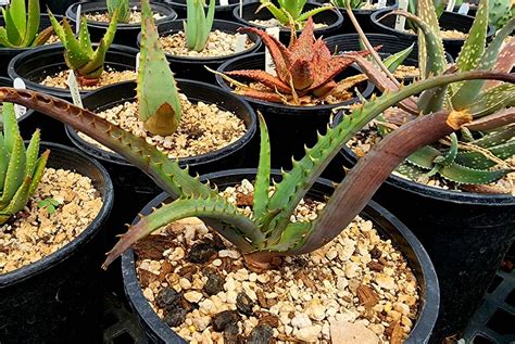 1g Aloe Verdoorniae These Are Bushveld Aloes From South Etsy