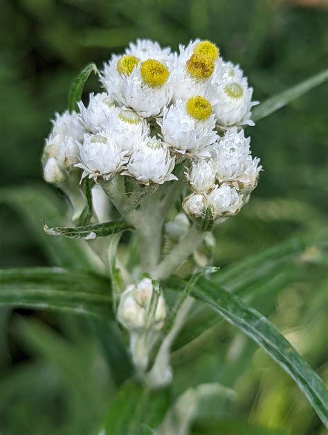 Common Name Pearly Everlasting The Native Plant Gardener